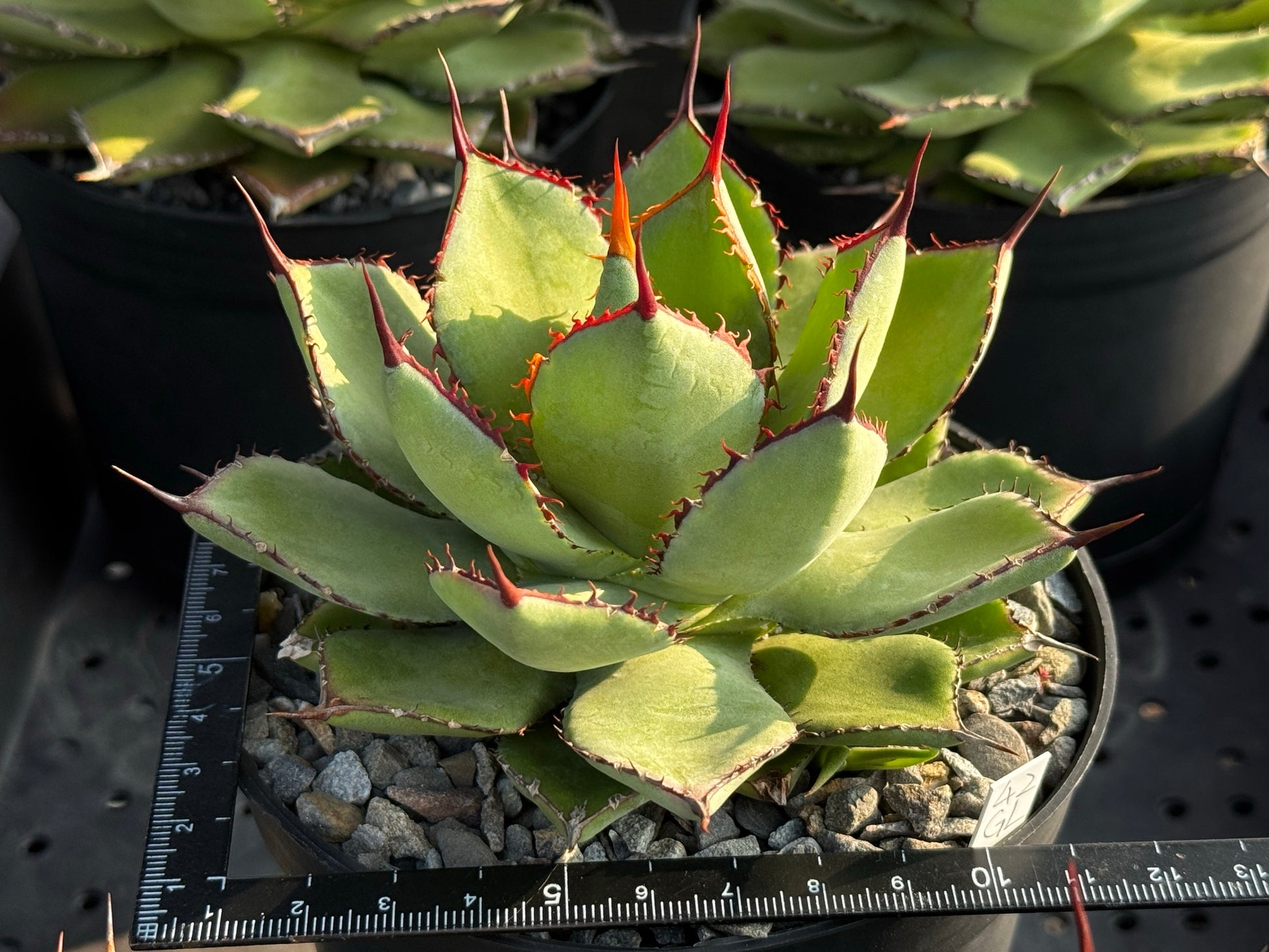 【CAUDEXSAN】<br>アガベ サハイブリッド<br>吉祥冠 x 瀧雷 GL042<br>GT-36-1